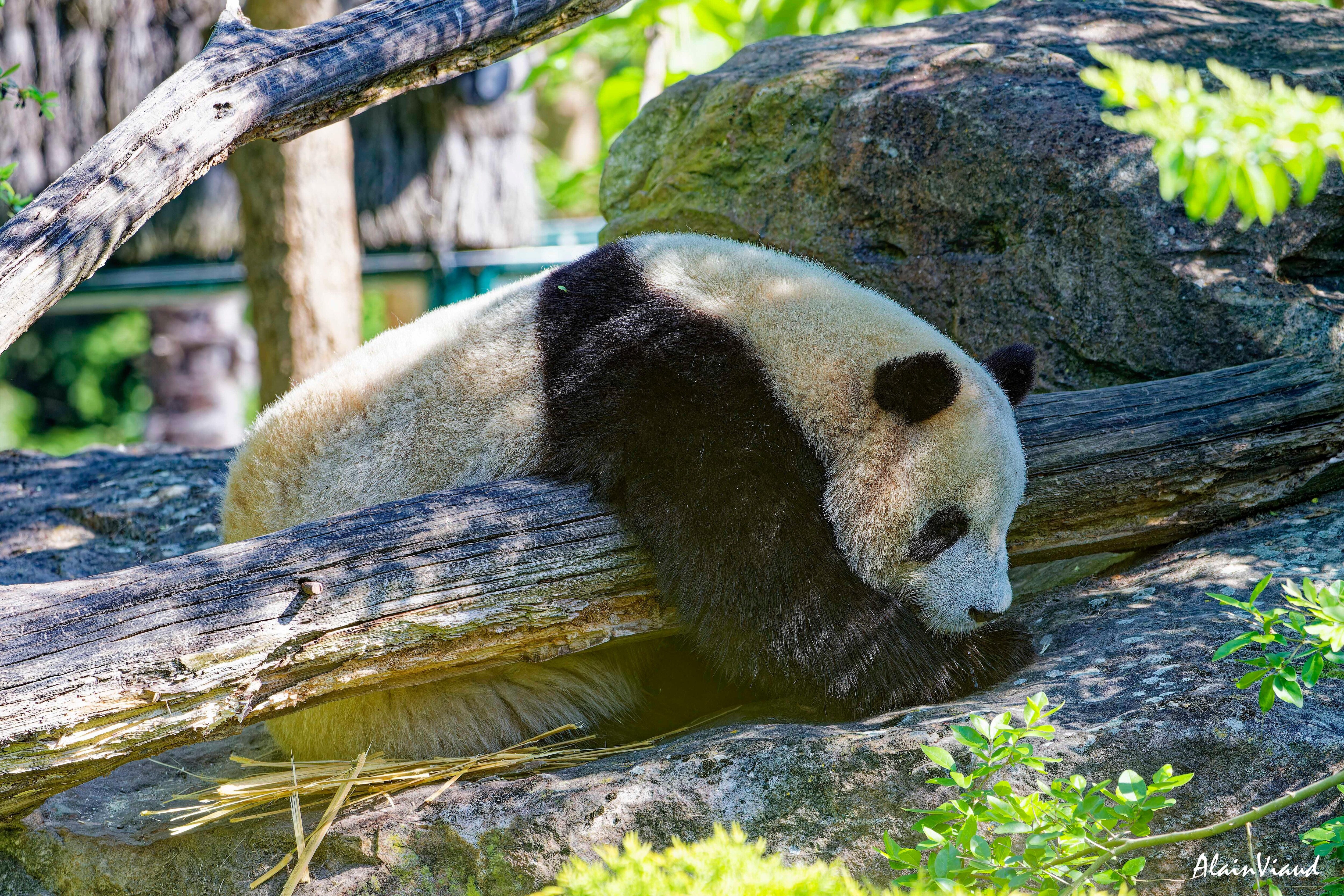 Un panda au Zoo de Beauval