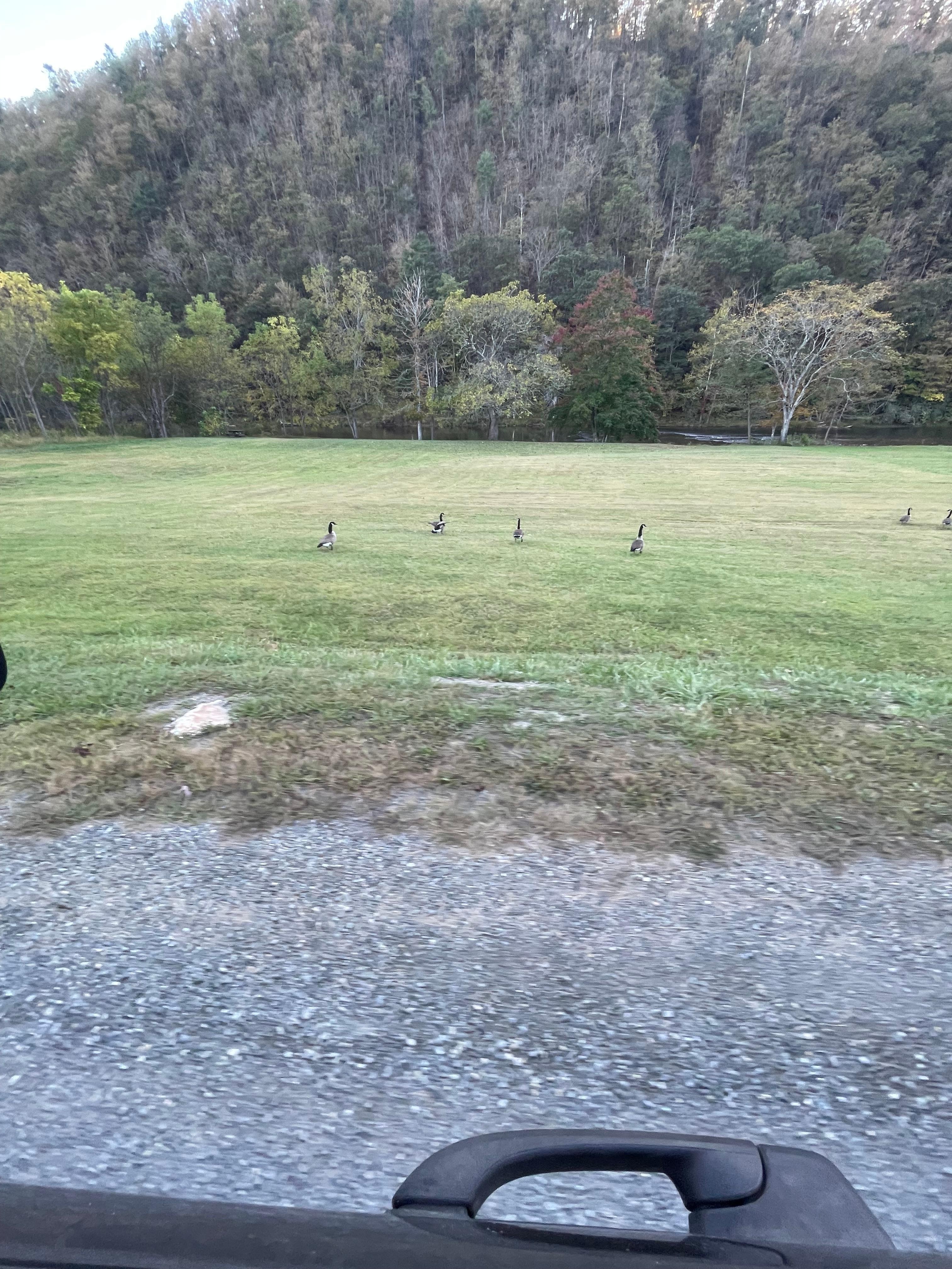 Geese on the way to cabin 