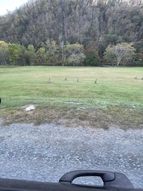 Geese on the way to cabin