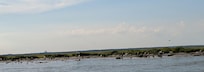 Bird Island like National Geo