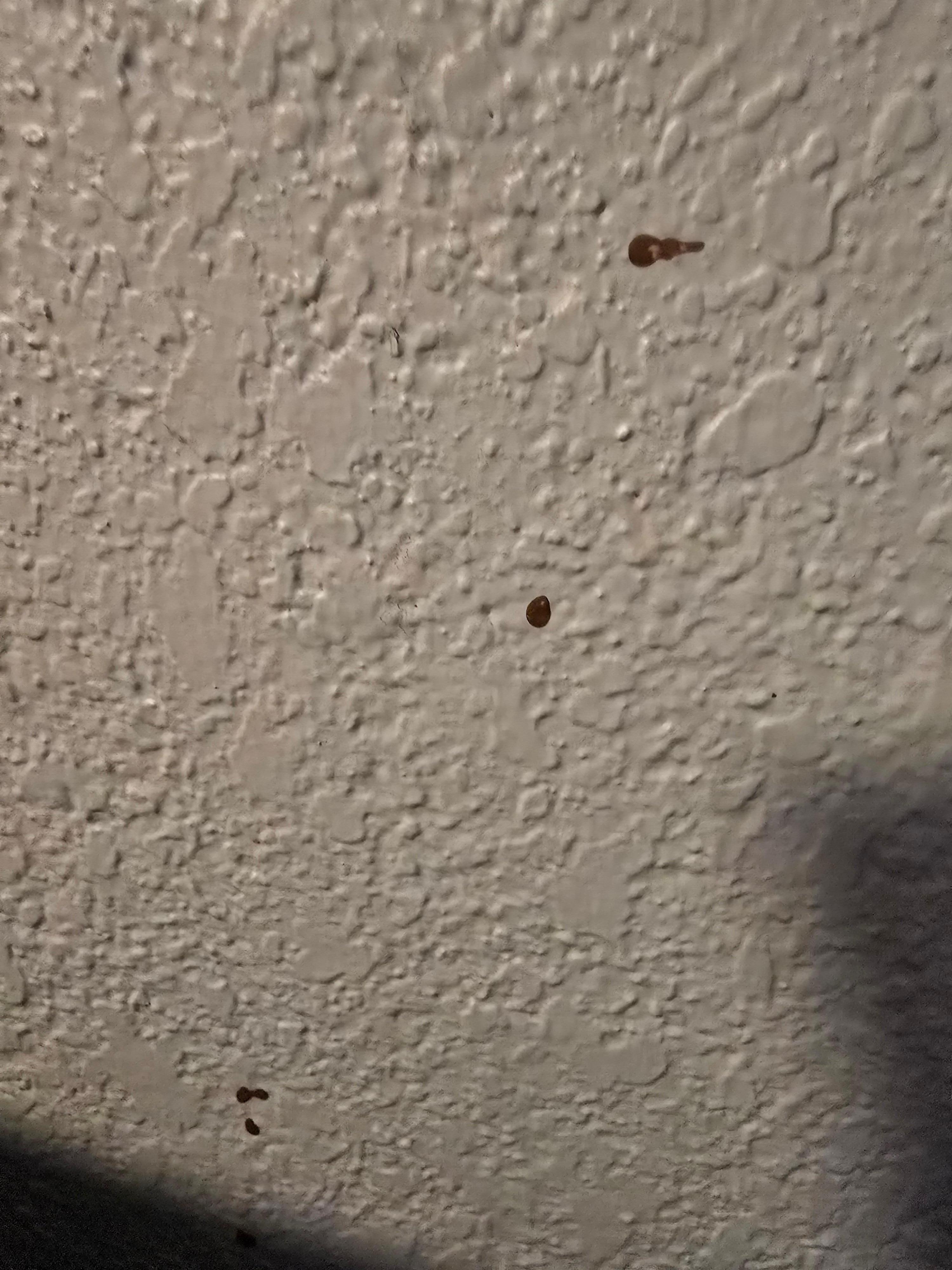 These are blood splatter!!