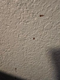 These are blood splatter!!