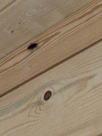 Roaches all over the walls in both the main house and the guest house