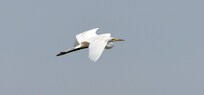 Great Egret at Ocean City Rookery