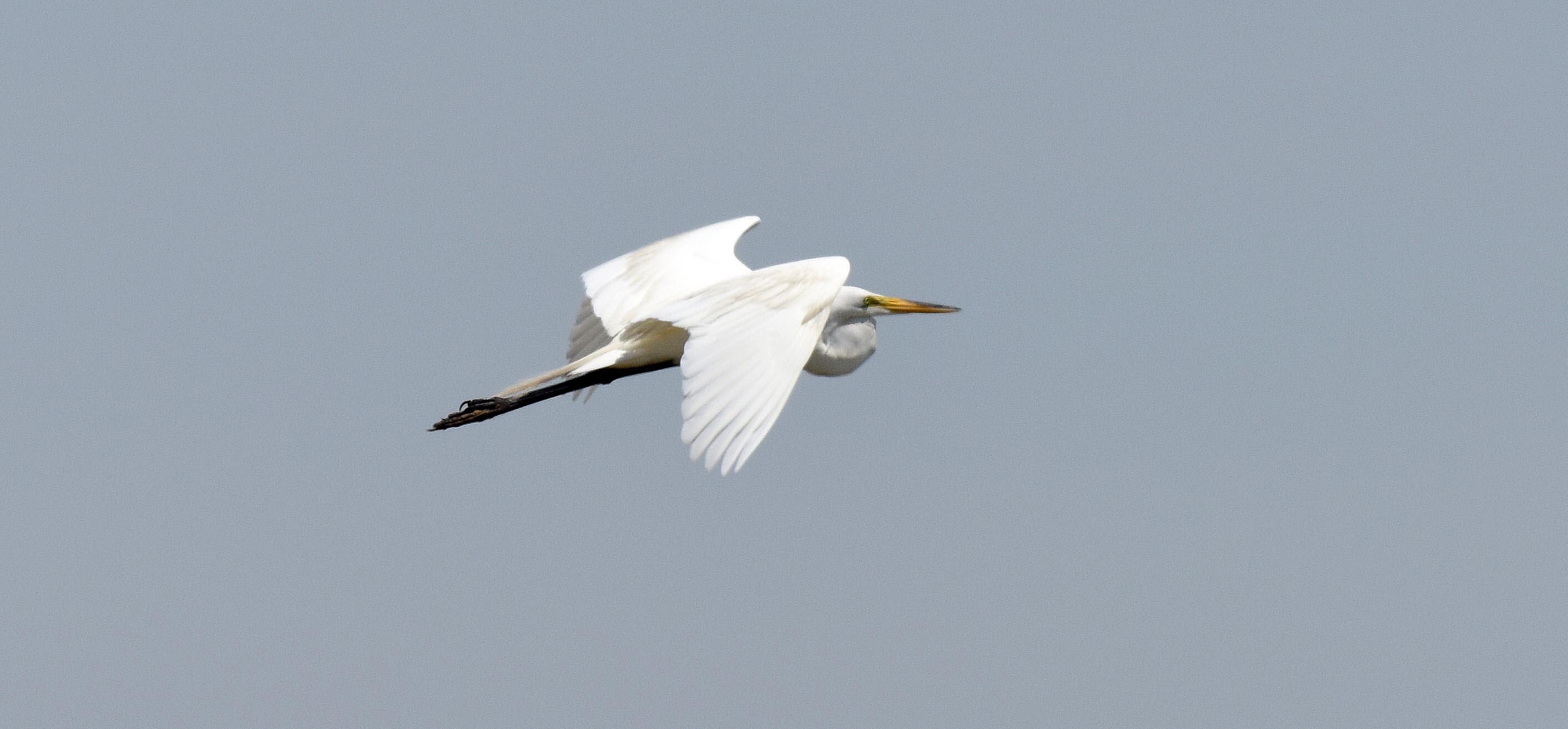 Great Egret at Ocean City Rookery
