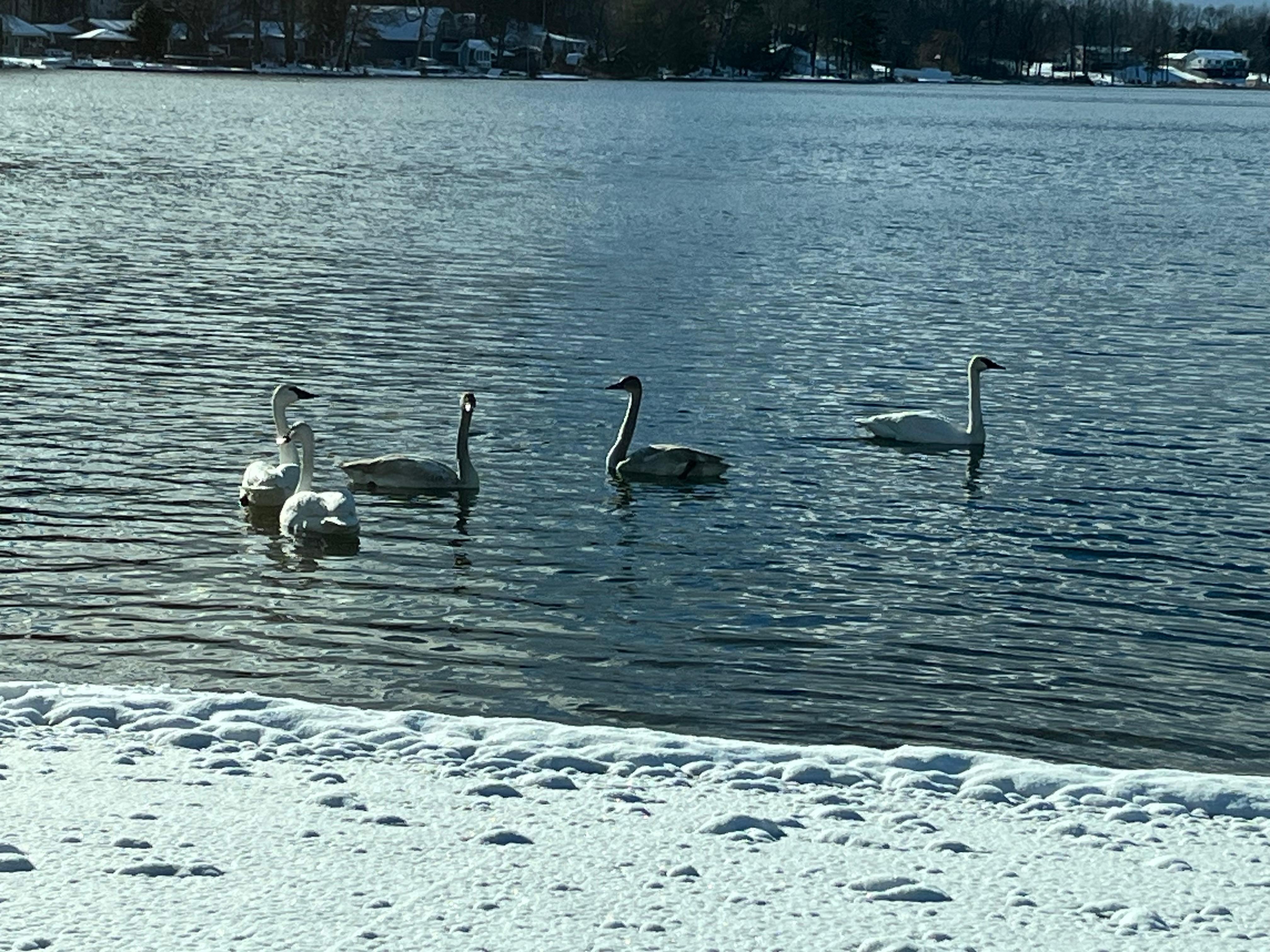 Trumpeter swans on the lake