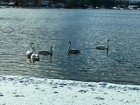Trumpeter swans on the lake
