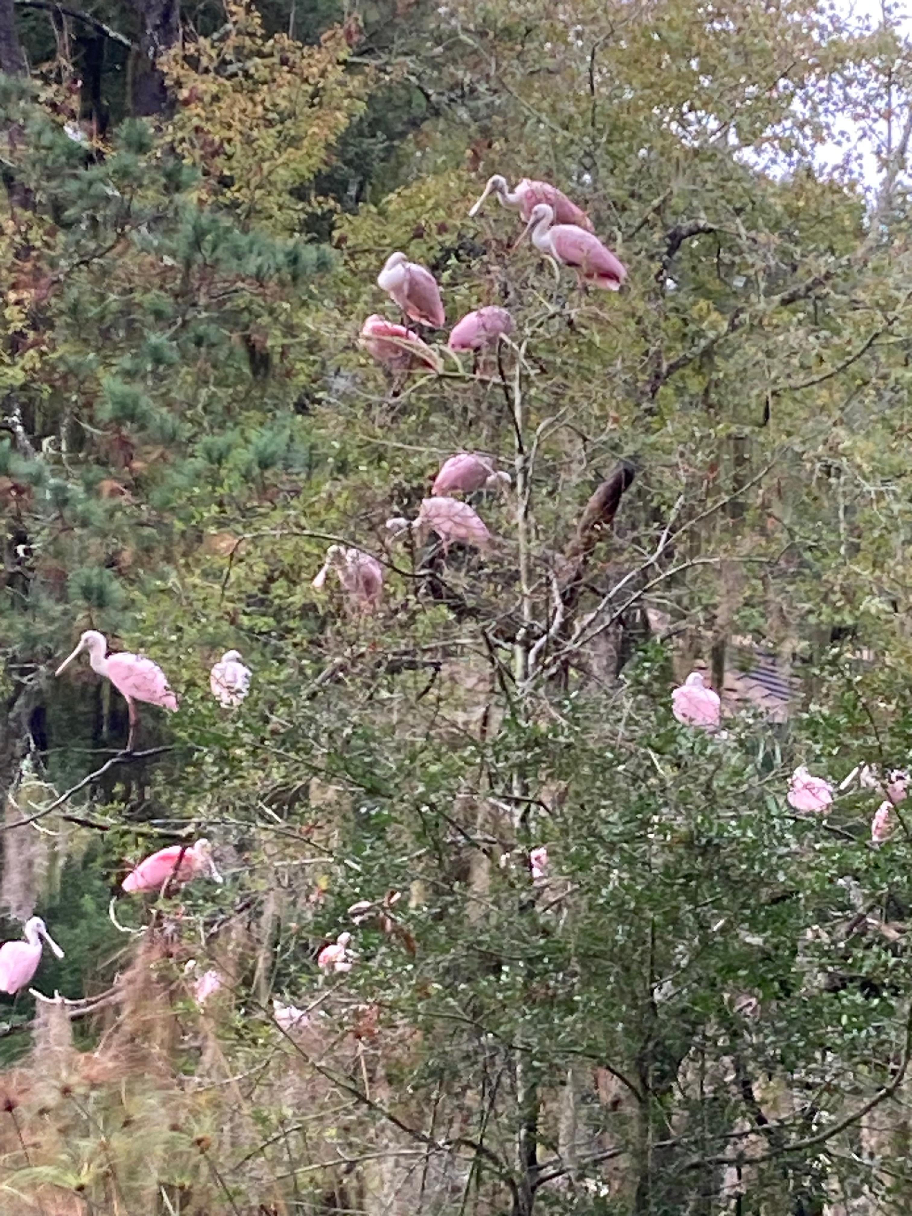We awoke one morning to this in the backyard! Glorious!