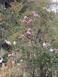 We awoke one morning to this in the backyard! Glorious!