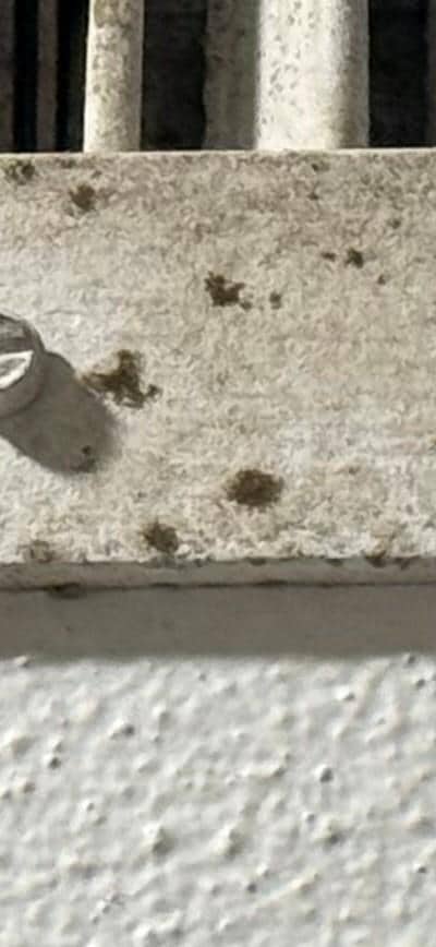 mold spores - clearly present - not just dirt