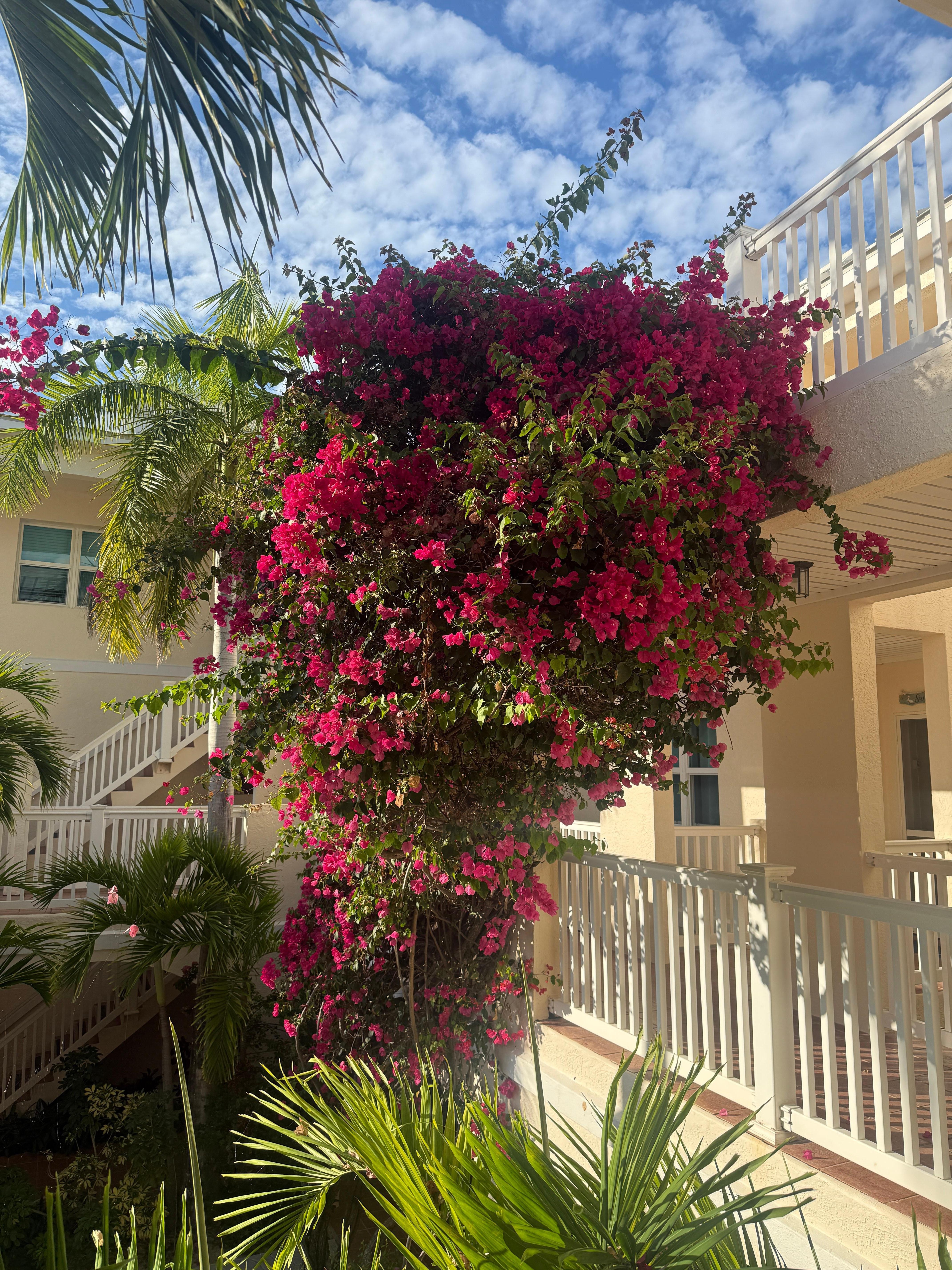 Beautiful lush flowers throughout