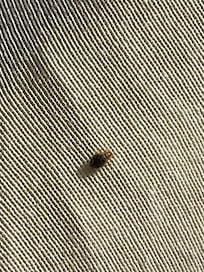 Bed bugs in the bed linen