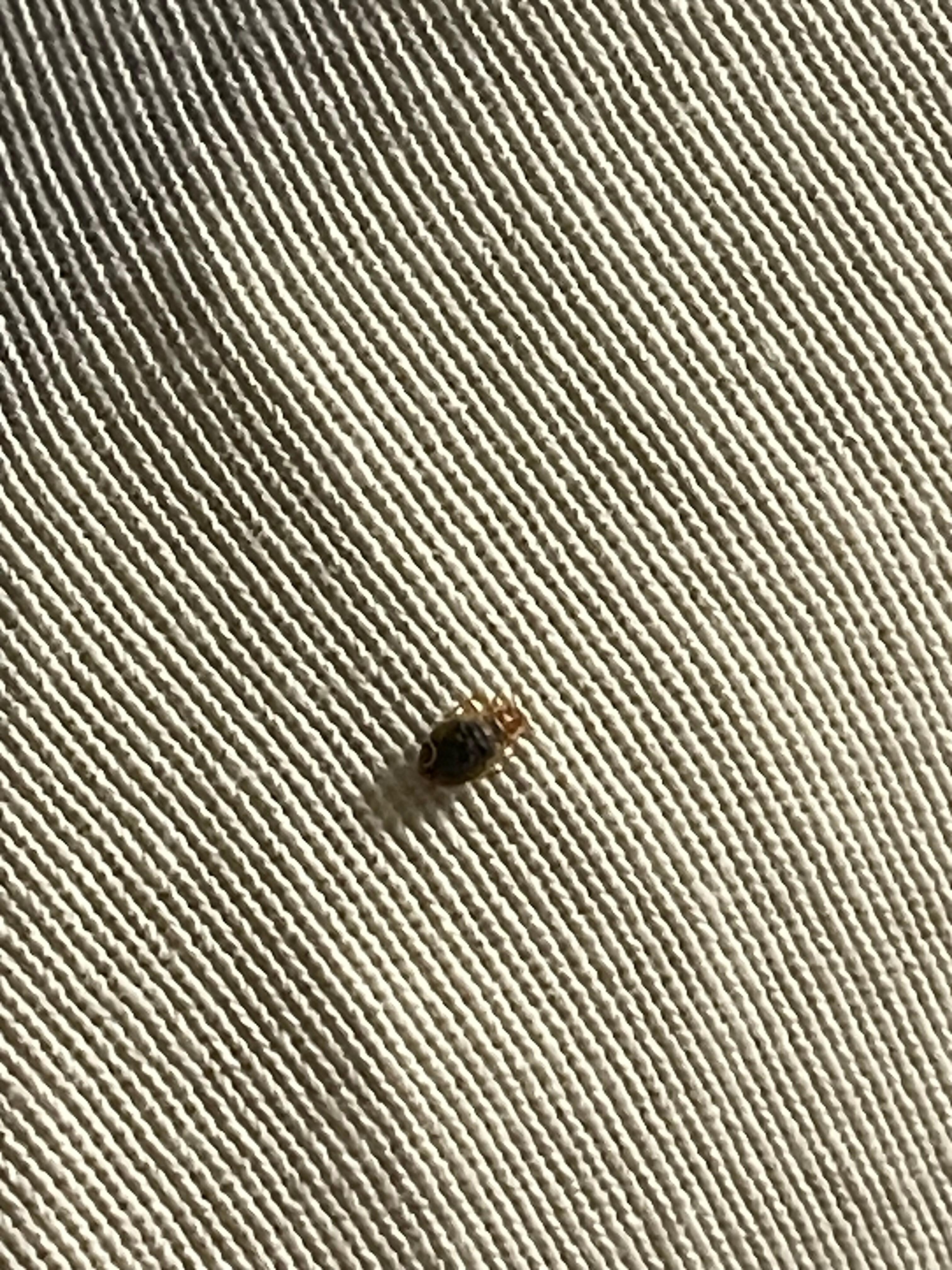 Bed bugs in the bed linen