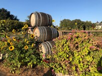 Beautiful area with flowers & vinyards!