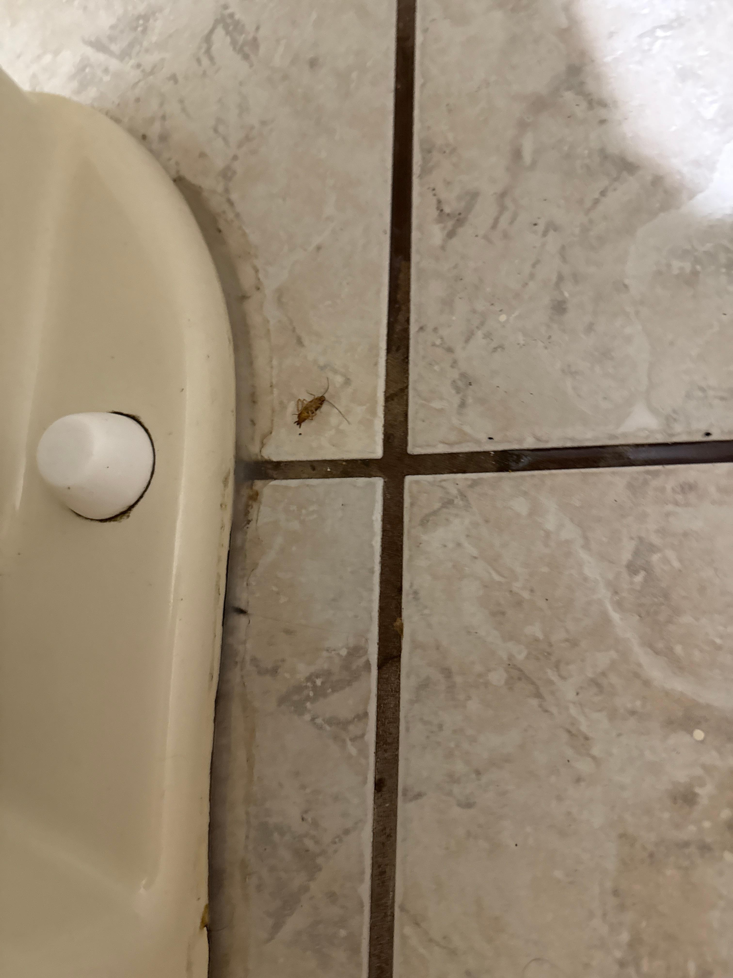 Roach grease on the back of bathroom door 