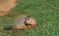 Lots of local animals can be seen on morning walks.