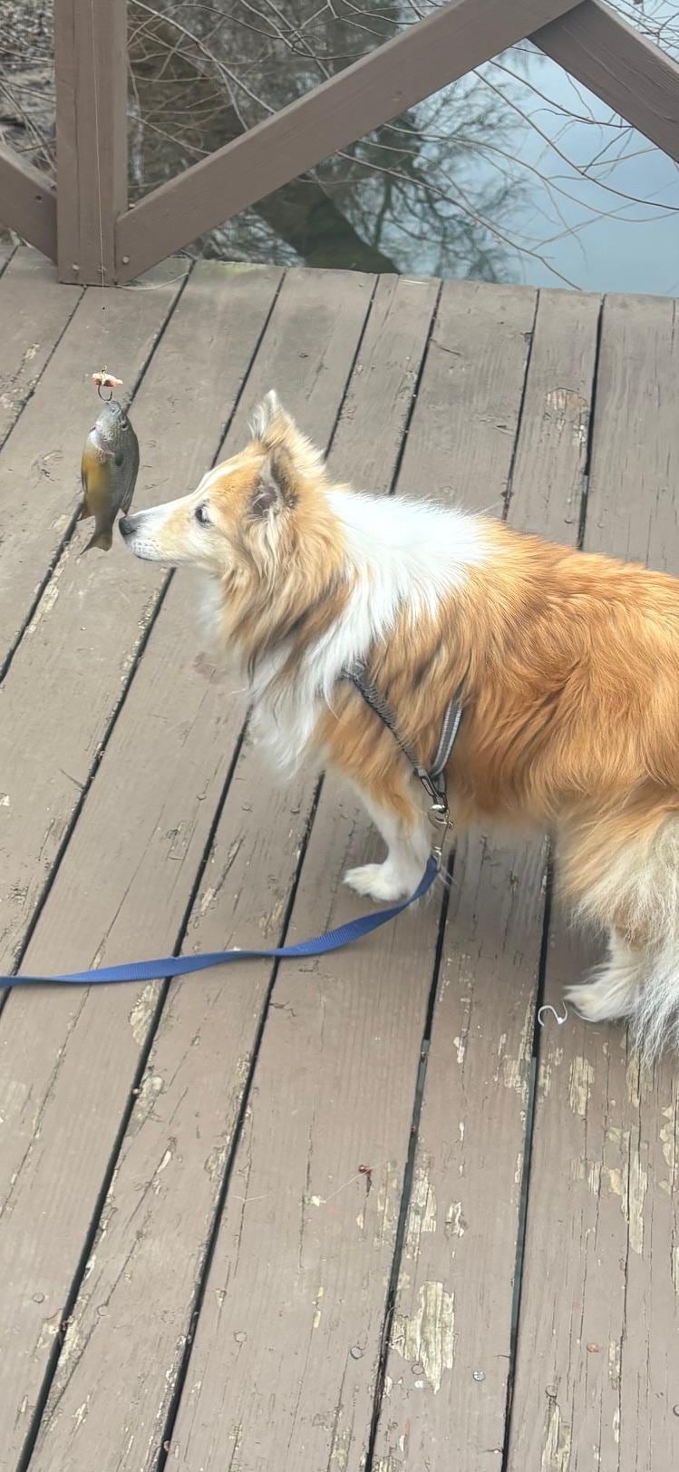 Sweet pet examining the catch.