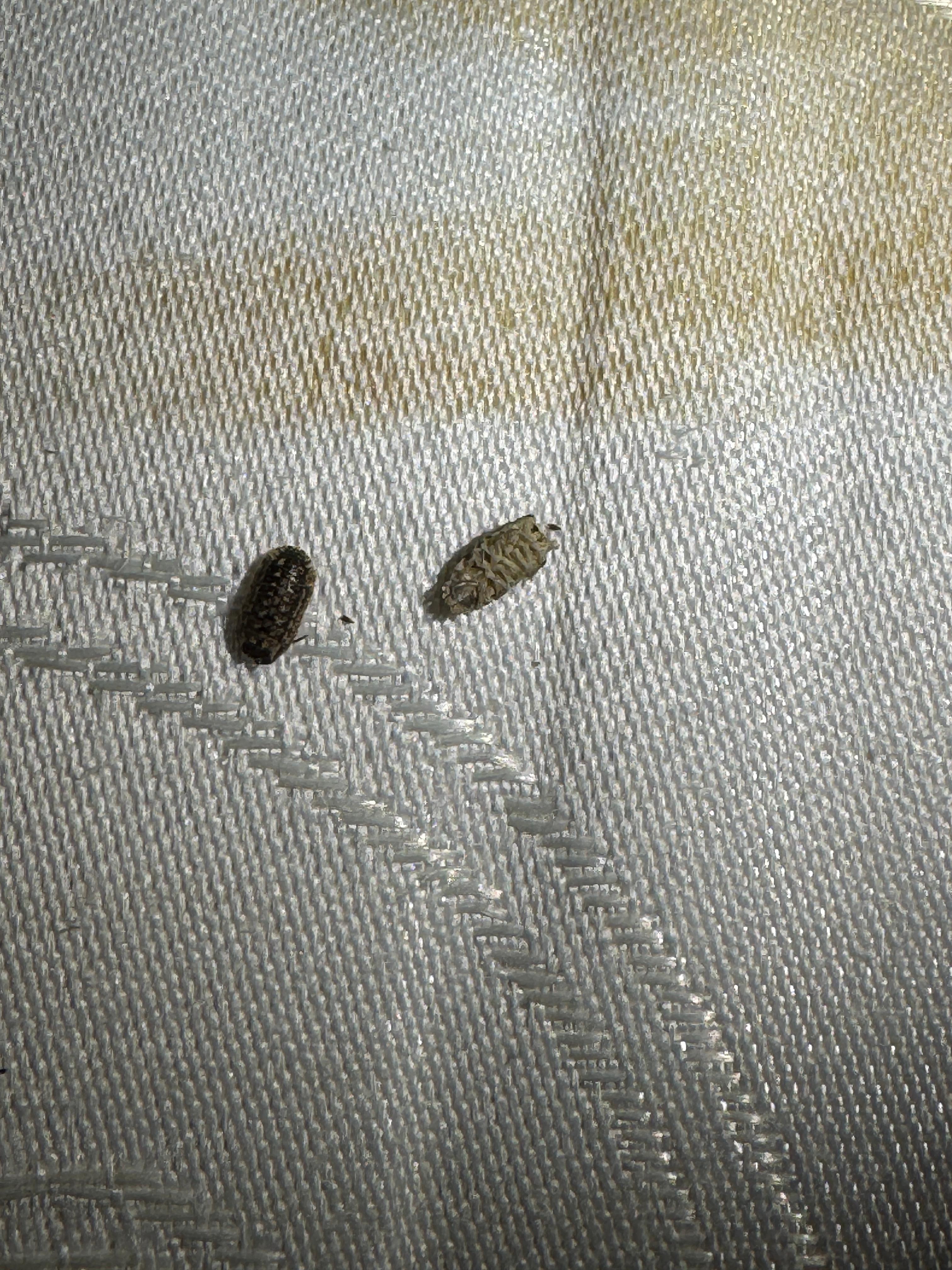 Bugs found in stained mattress. 
