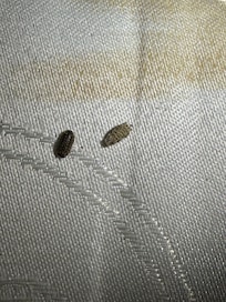 Bugs found in stained mattress.