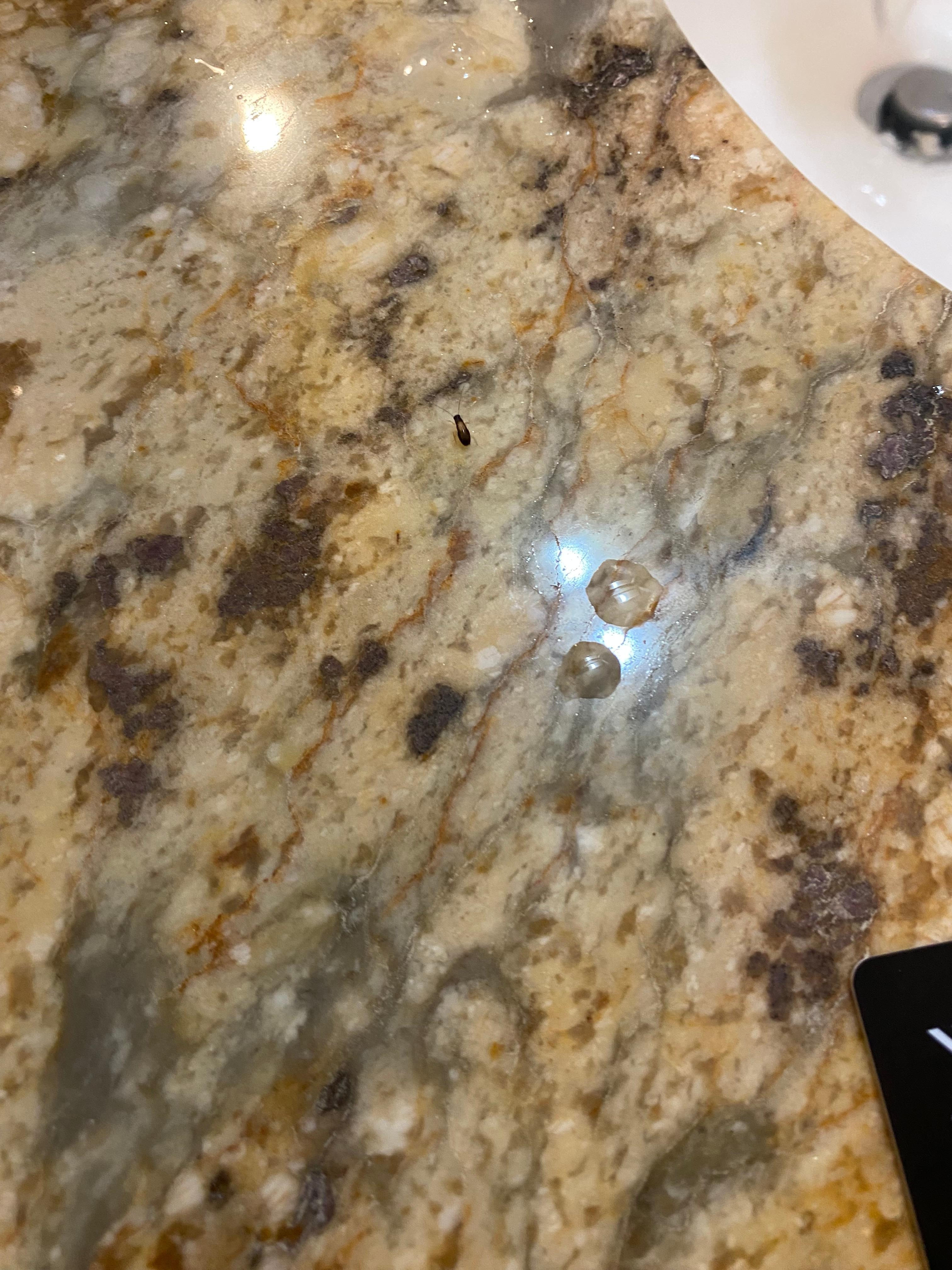 Bug in the bathroom, there was also one in my pizza box
