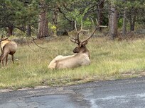 This bull had Christmas lights tangled on one side and a tree branch on the other.