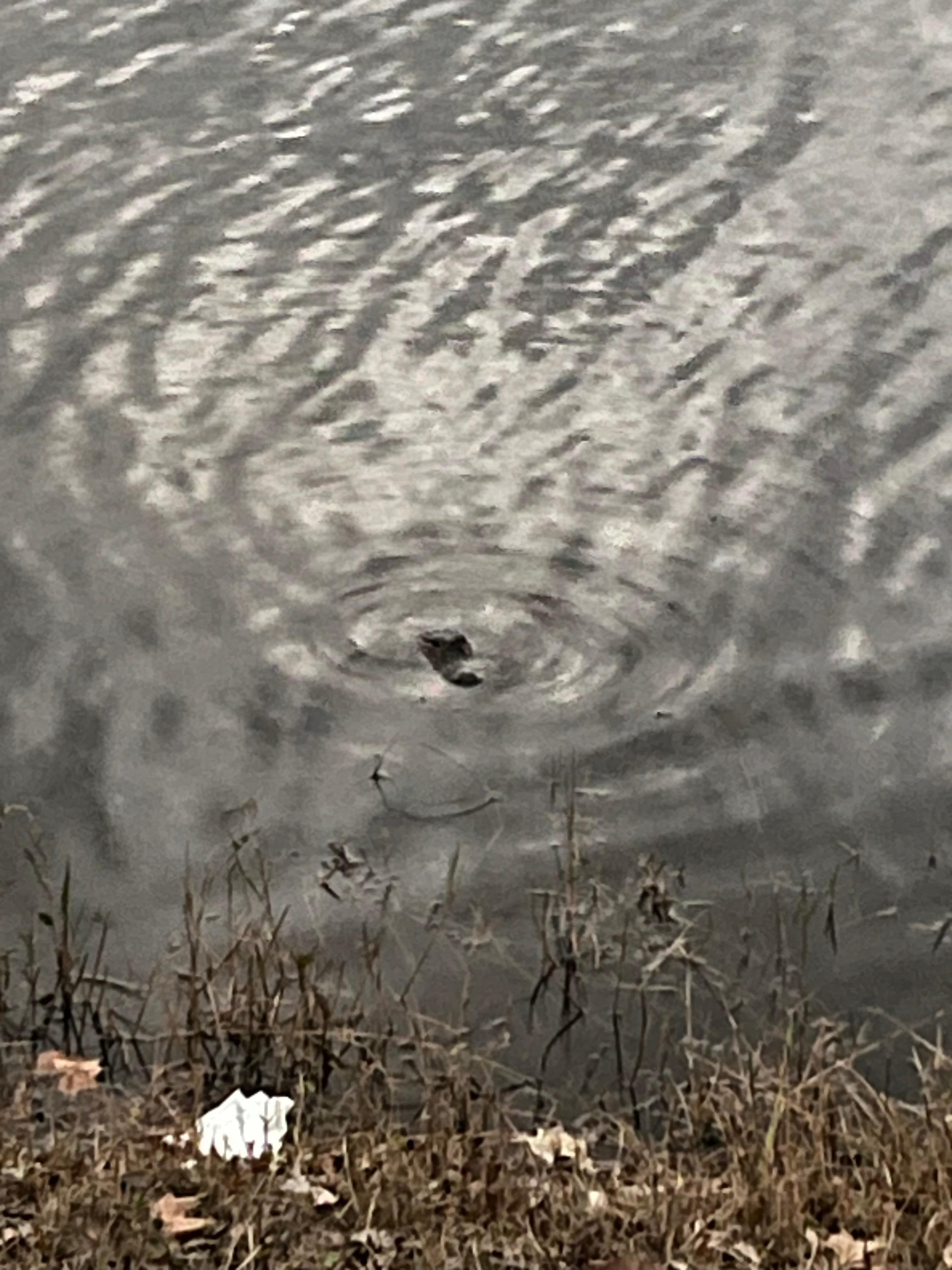 Alligator in first big water area next to road just before the walk over bridge