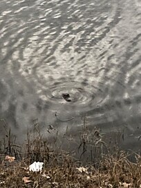 Alligator in first big water area next to road just before the walk over bridge