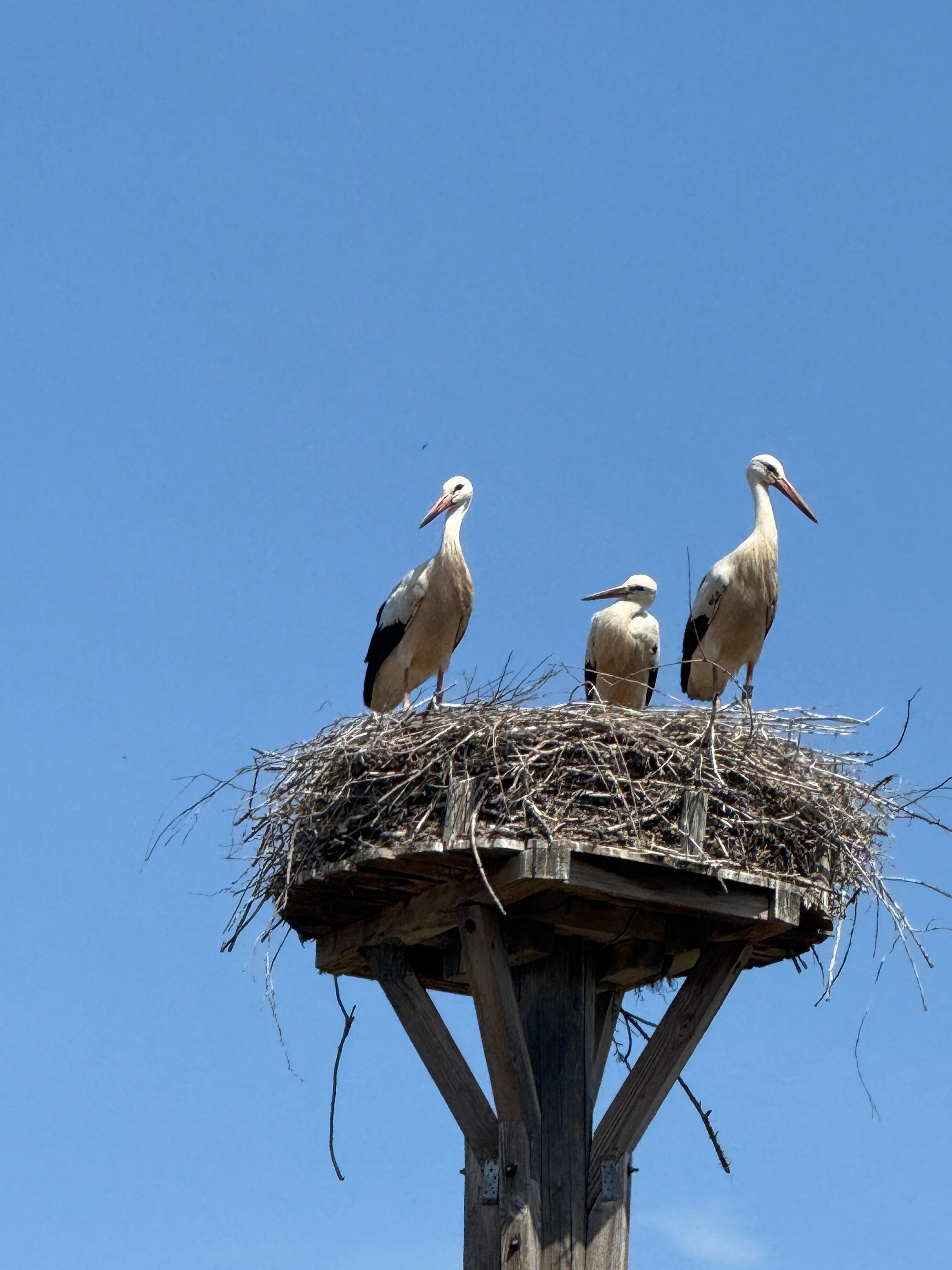Storks overwatching the playground.