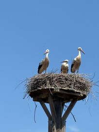 Storks overwatching the playground.