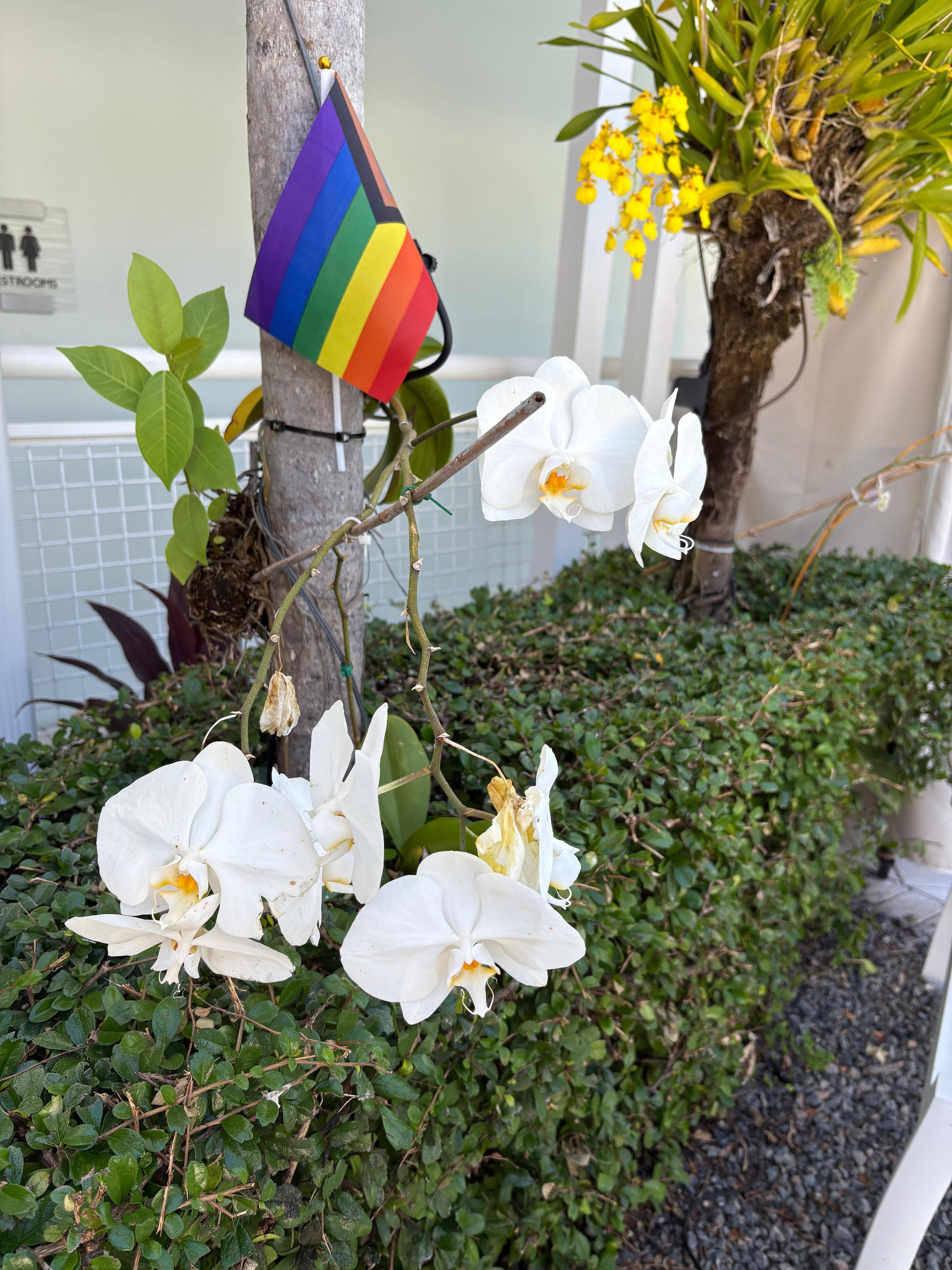 Orchids everywhere!