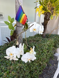 Orchids everywhere!