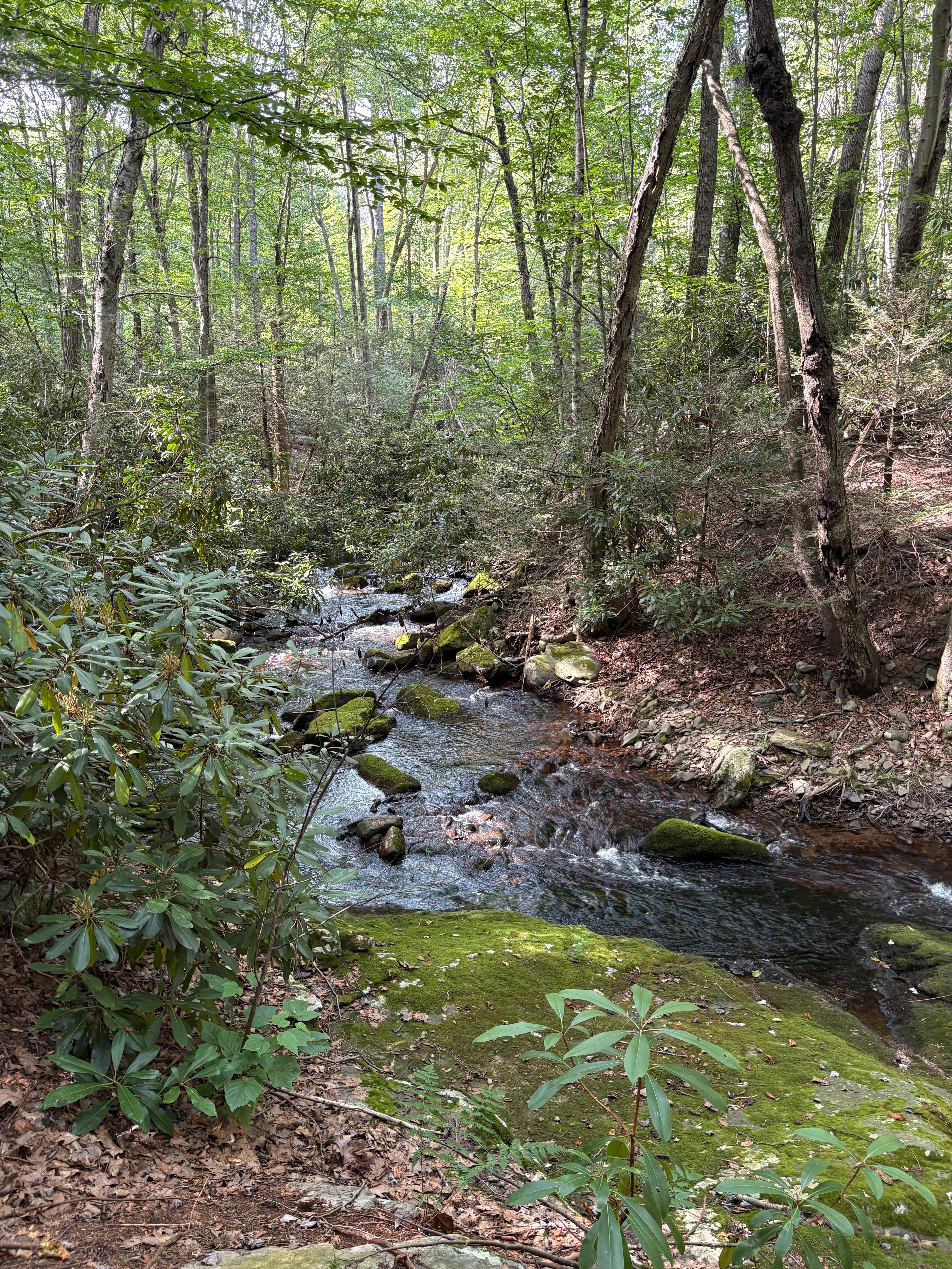 Trekked our way to the babbling brook behind the property - so tranquil 