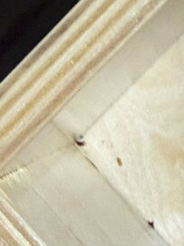 Dead bugs in nightstand