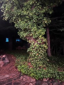 Favorite tree