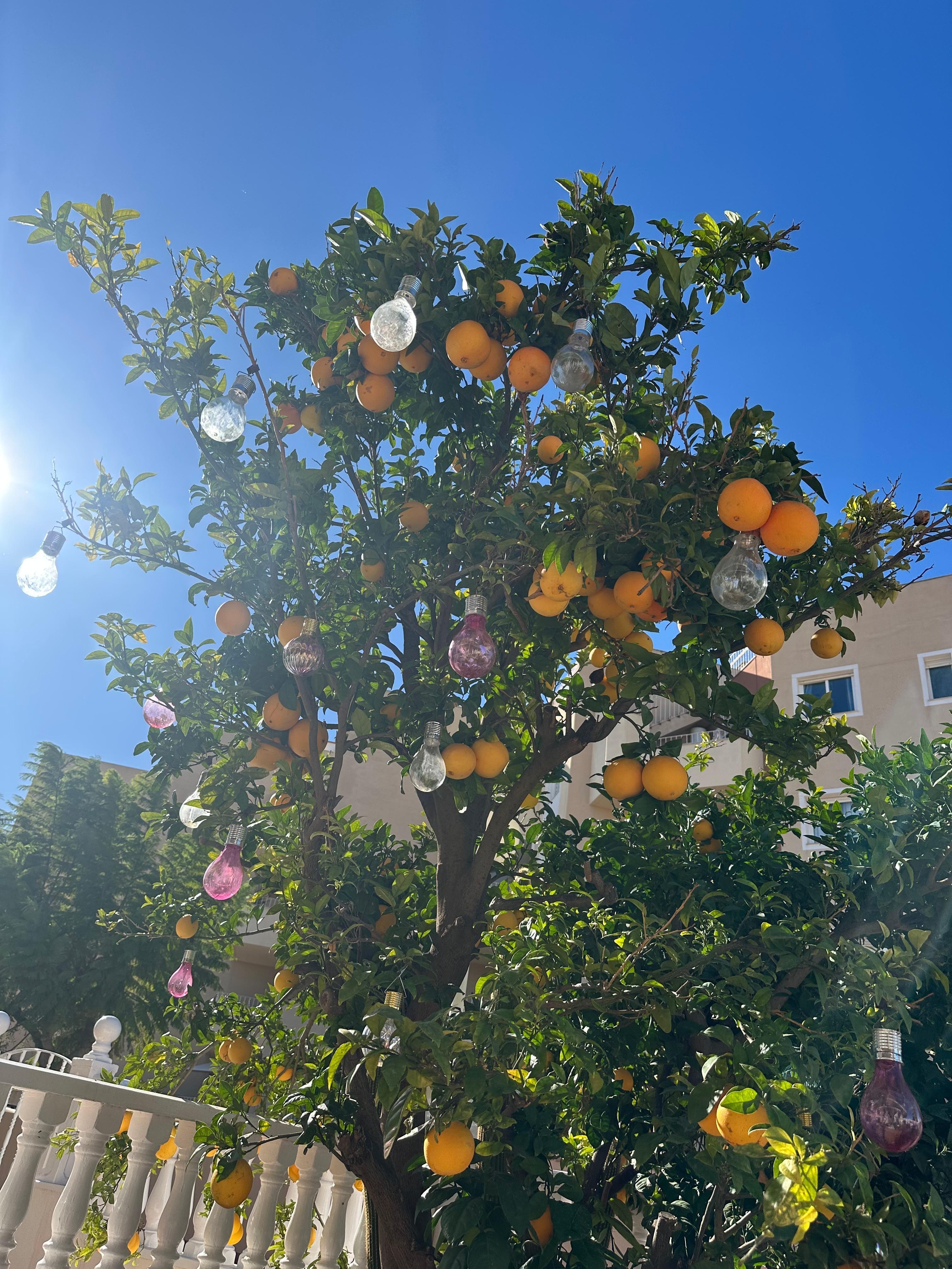 Loved picking the oranges and squeezing them for fresh juice. 
