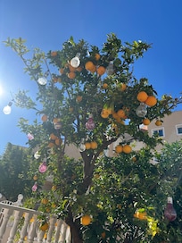Loved picking the oranges and squeezing them for fresh juice.