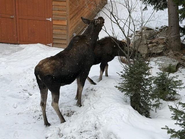 Moose outside of the cabin