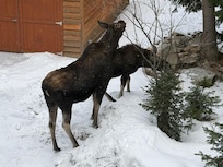 Moose outside of the cabin