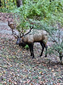 Bull elk just walked passed us
