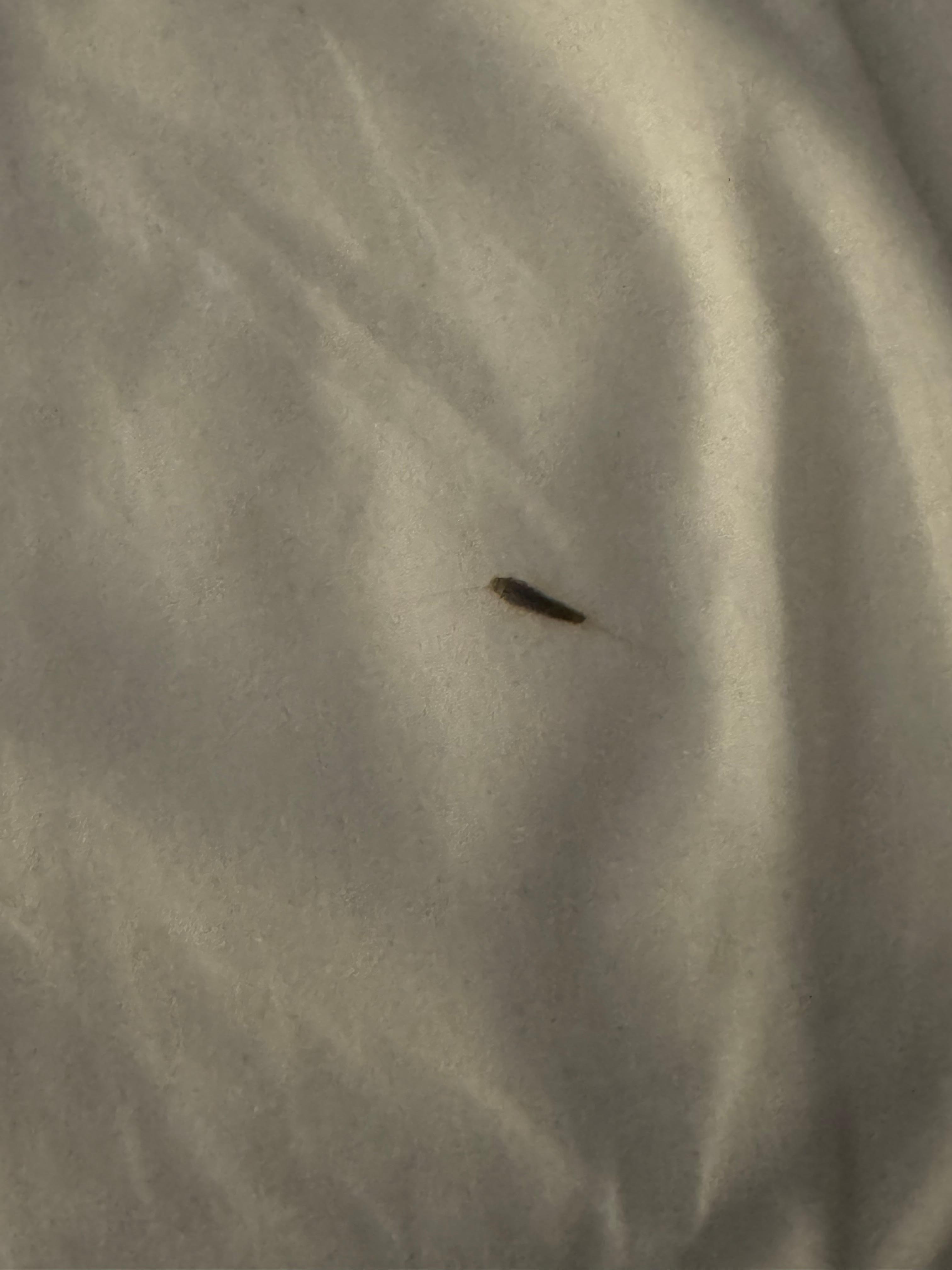 found this crawling in the bed 