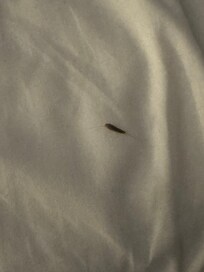 found this crawling in the bed