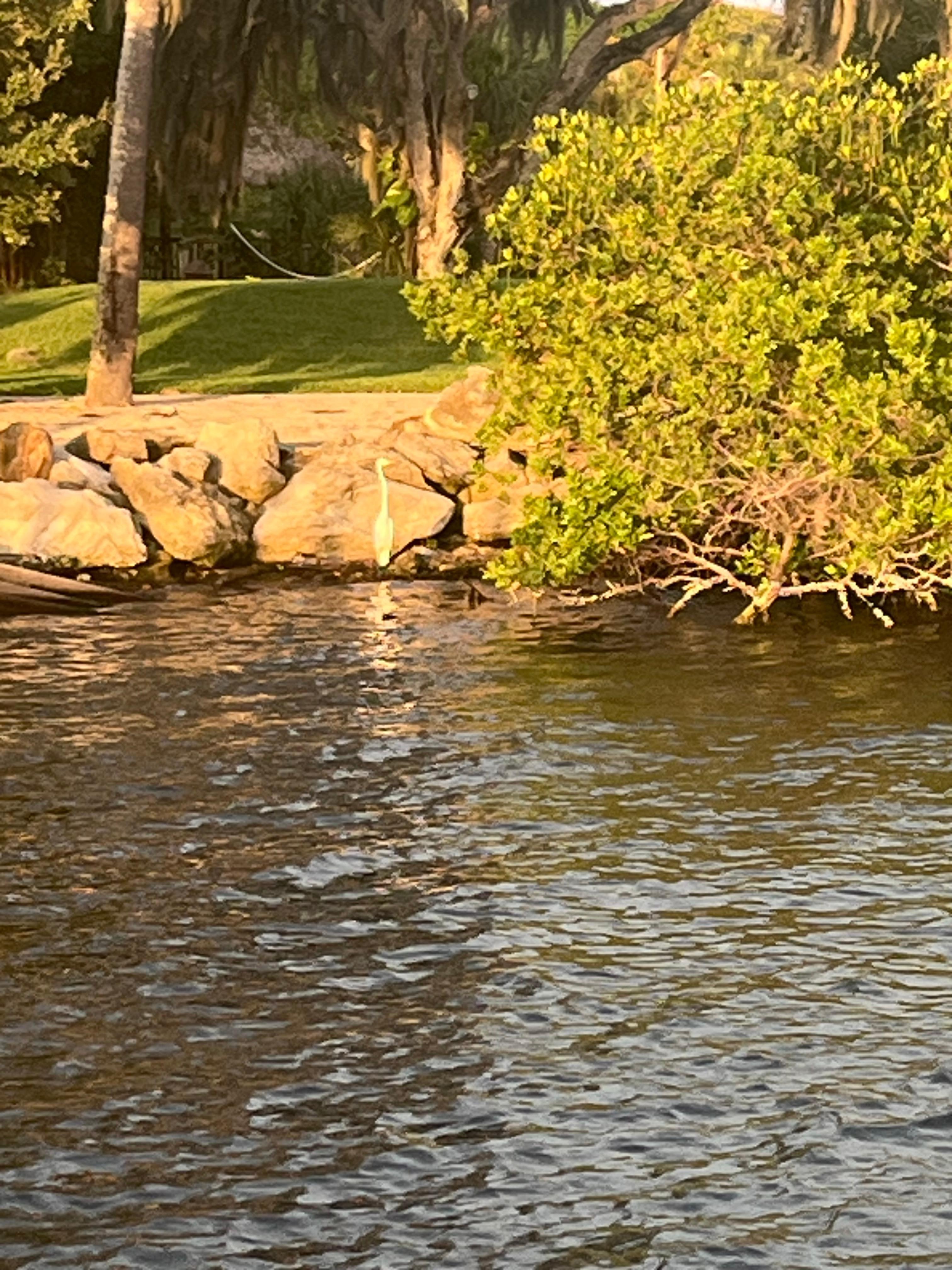 American egrit on the bank at golden hour
