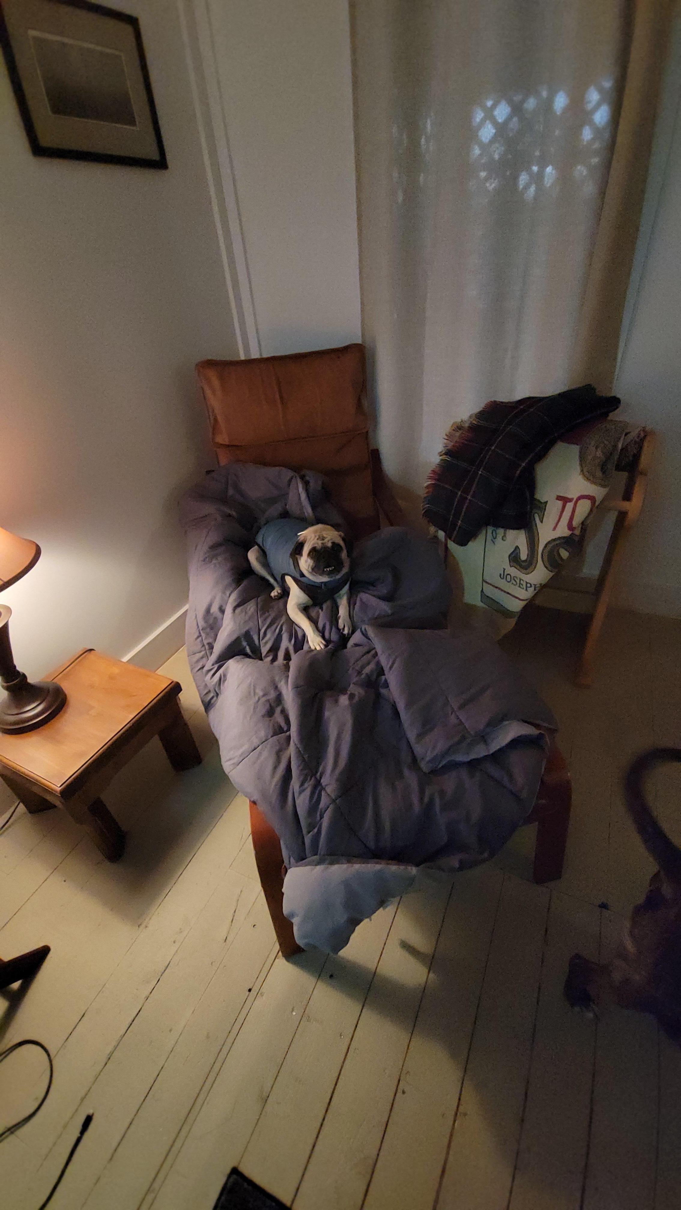 Blankets to keep surfaces pet friendly!