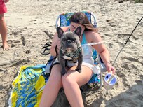Our dogs love the beach