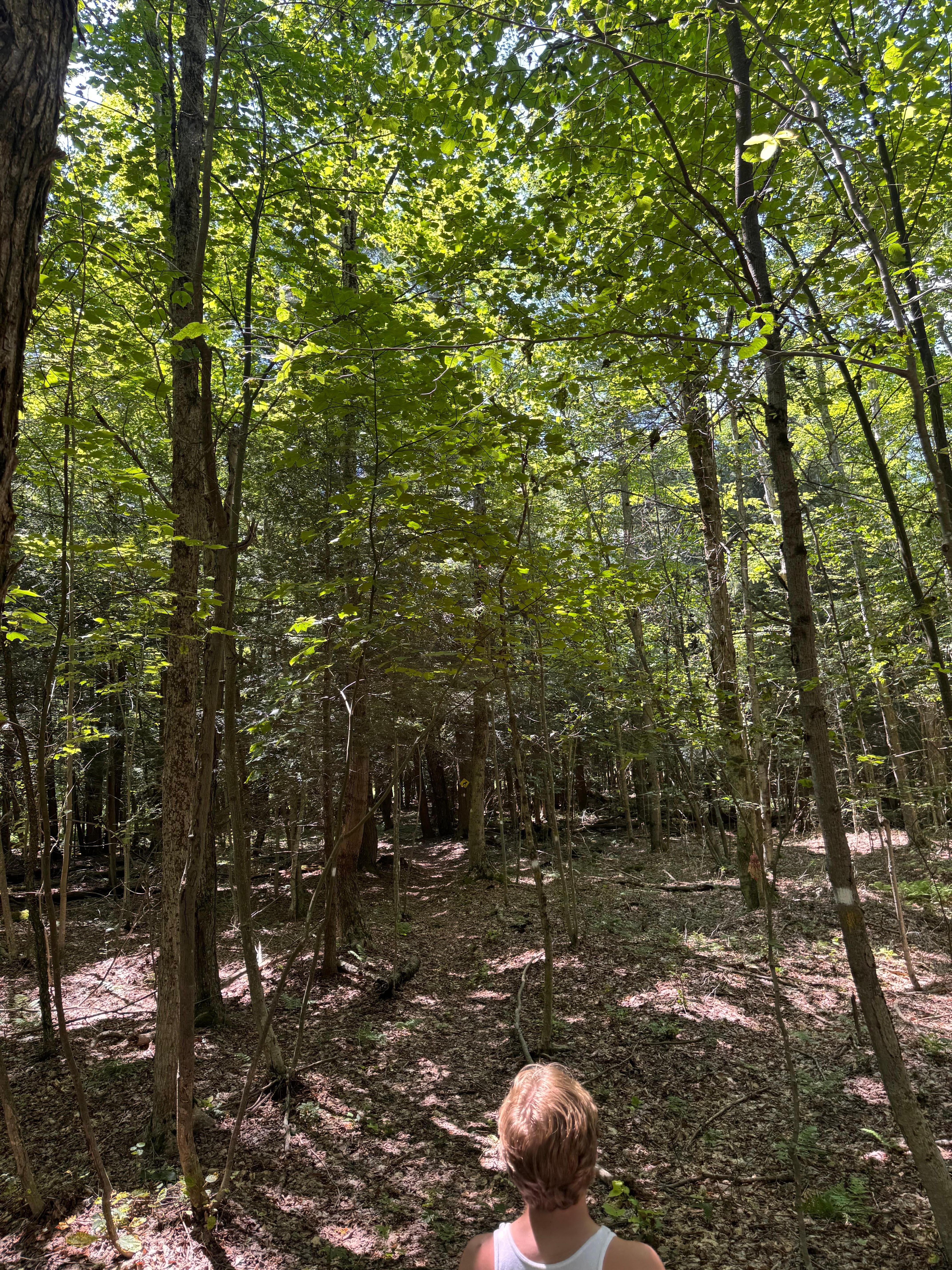 Trail behind the cabin