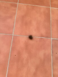 Haare auf dem Balkon