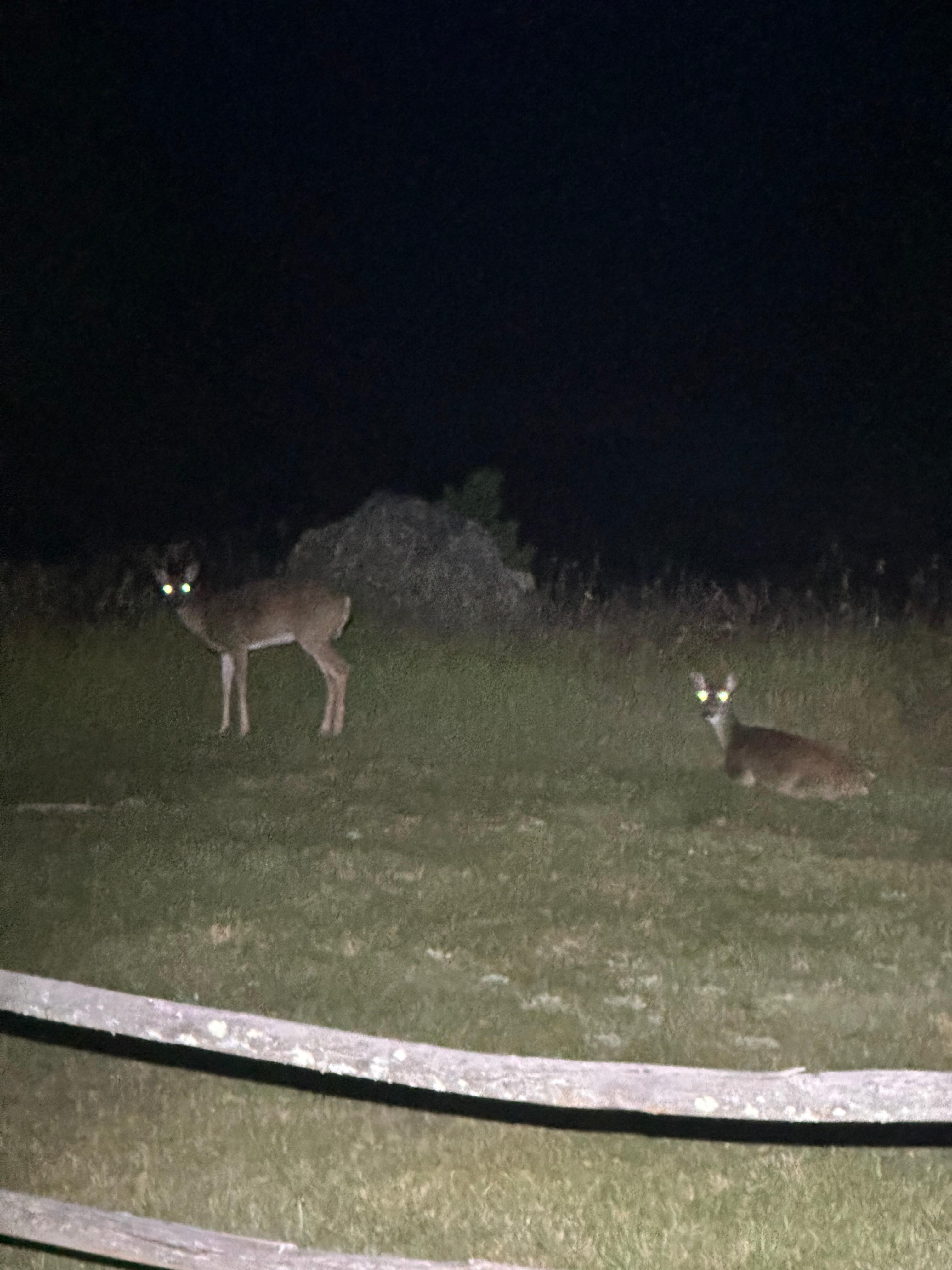 Deer outside the cabin at night