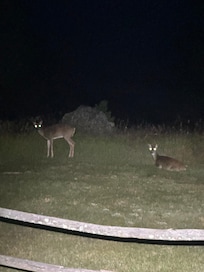 Deer outside the cabin at night