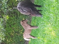 A new baby pony! Two weeks old