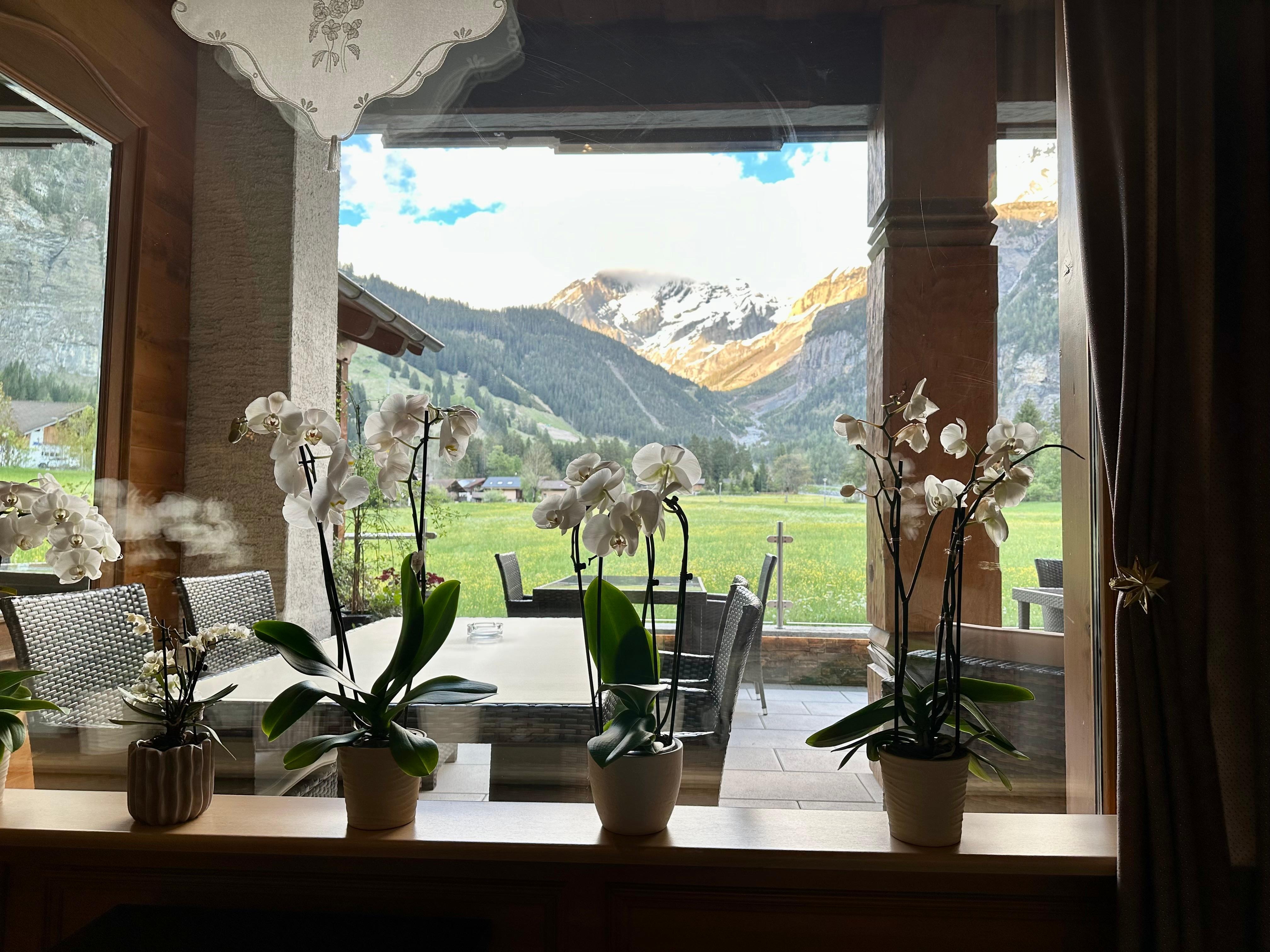 Orchids in the lobby window ..perfection
